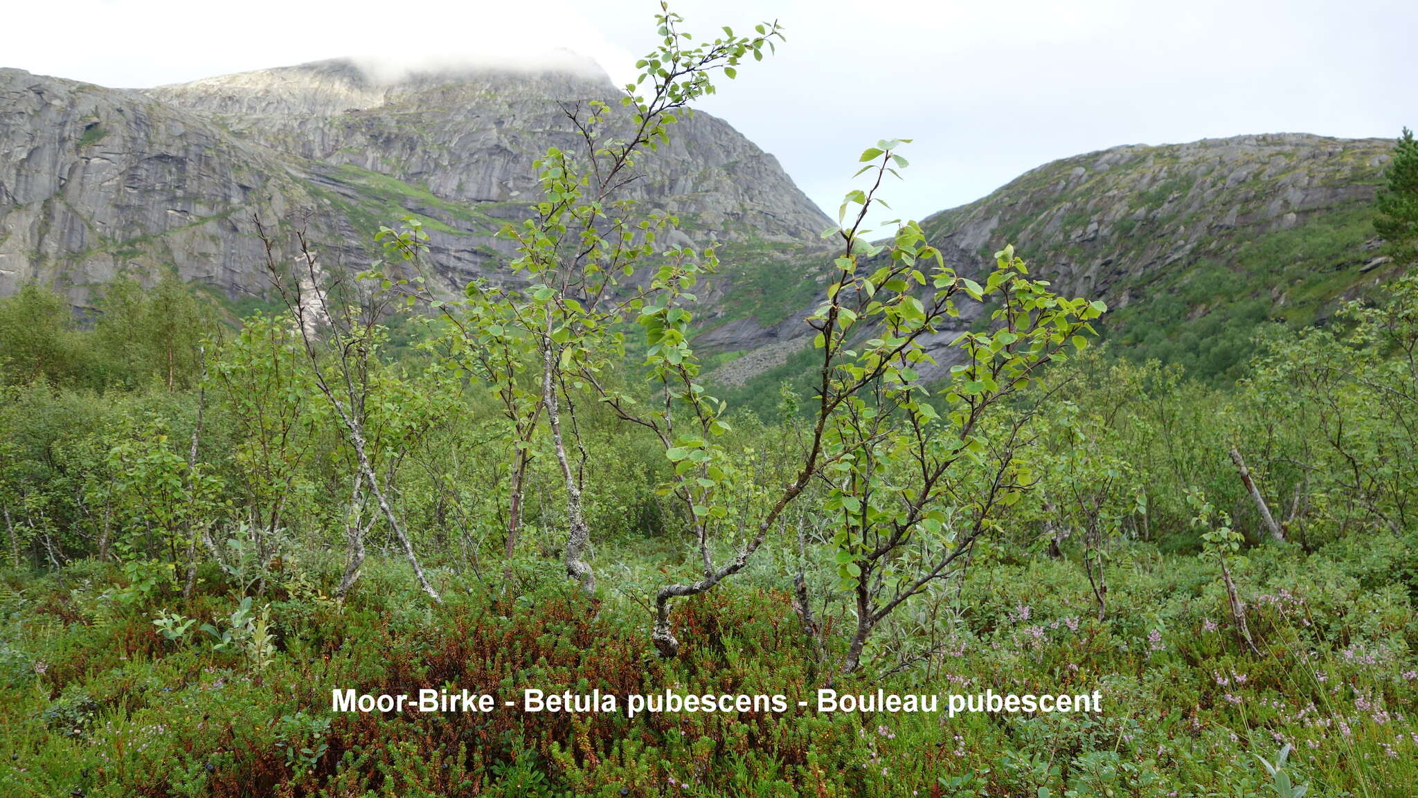 Image of Brown Birch