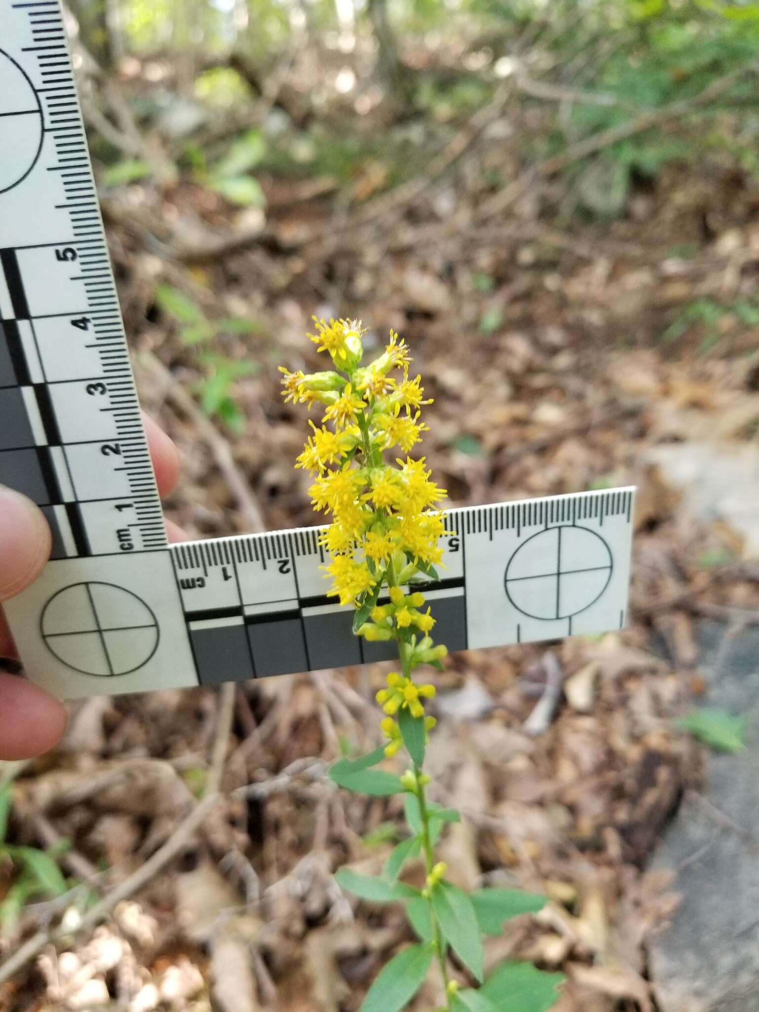 Imagem de Solidago hispida var. hispida