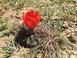 Image of Echinopsis cinnabarina (Hook.) Labour.