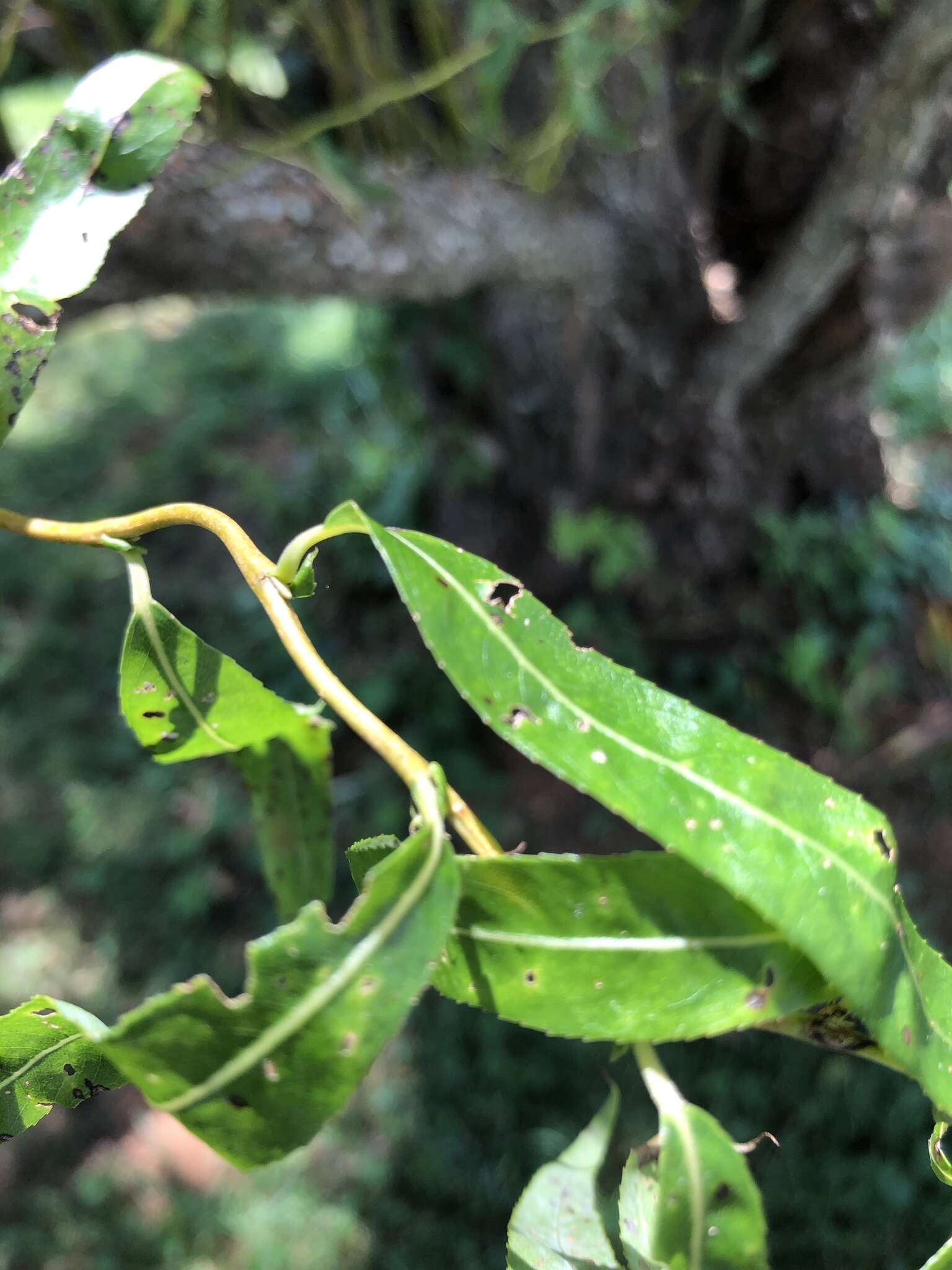 Image of Peking Willow