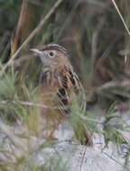 Image of Cisticola juncidis terrestris (Smith & A 1842)