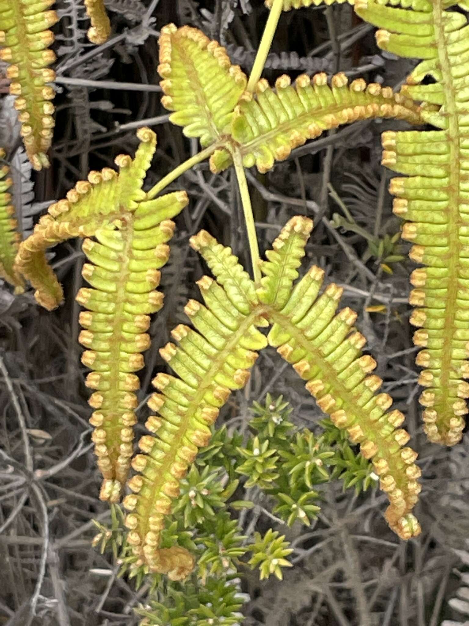 Image de Dicranopteris linearis f. emarginata (Brack.) W. H. Wagner