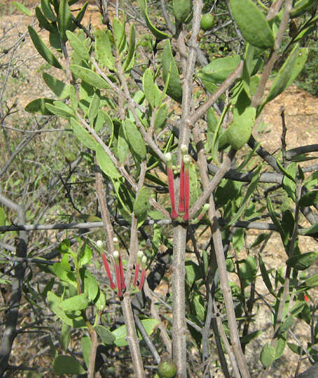 Tapinanthus oleifolius (Wendl.) Danser的圖片