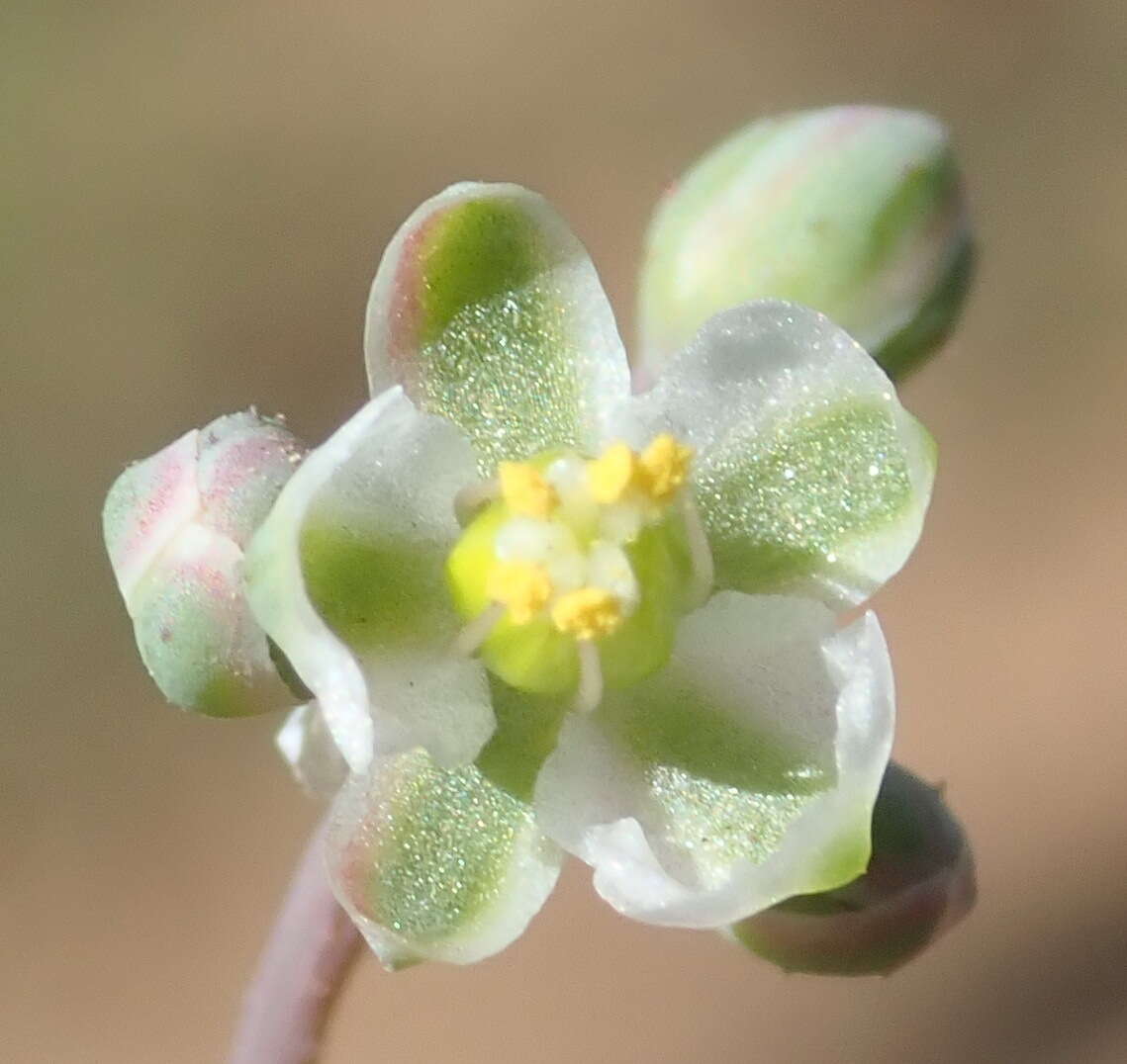 Image of Kewa bowkeriana (Sond.) Christenhusz et al.