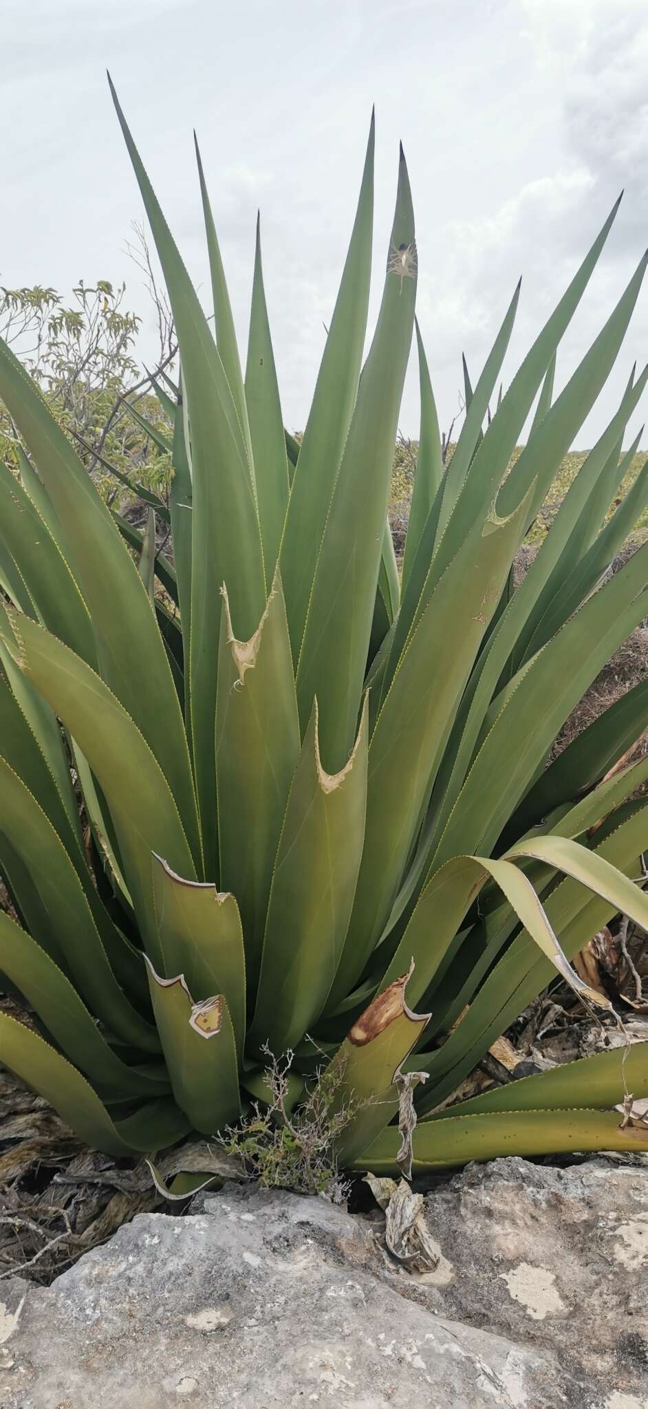 Image of Agave karatto Mill.