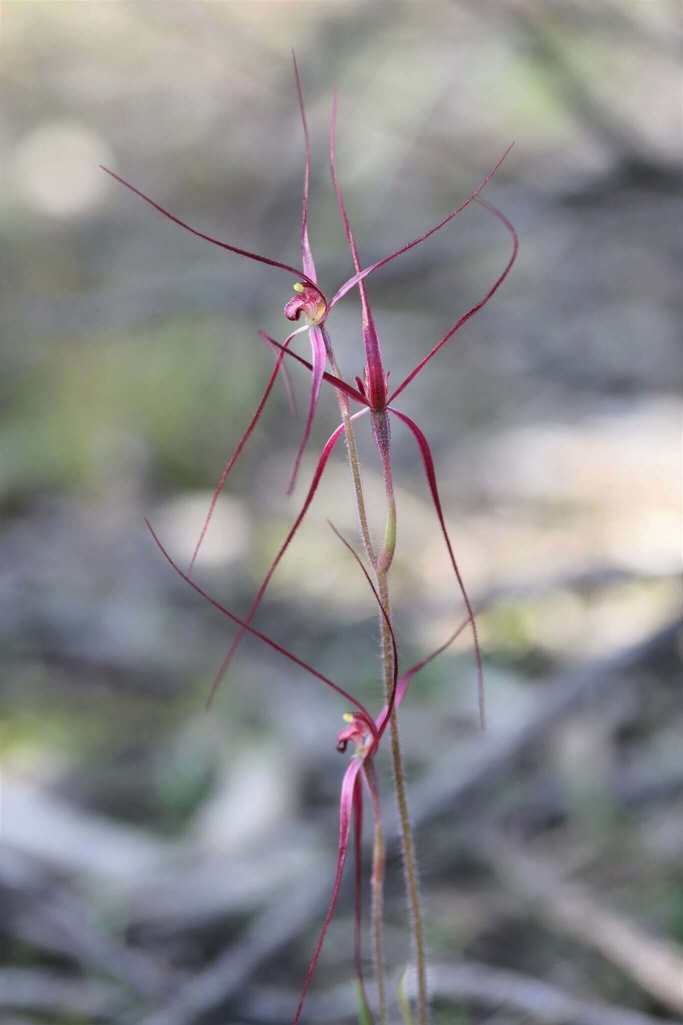 Image of Daddy-long-legs