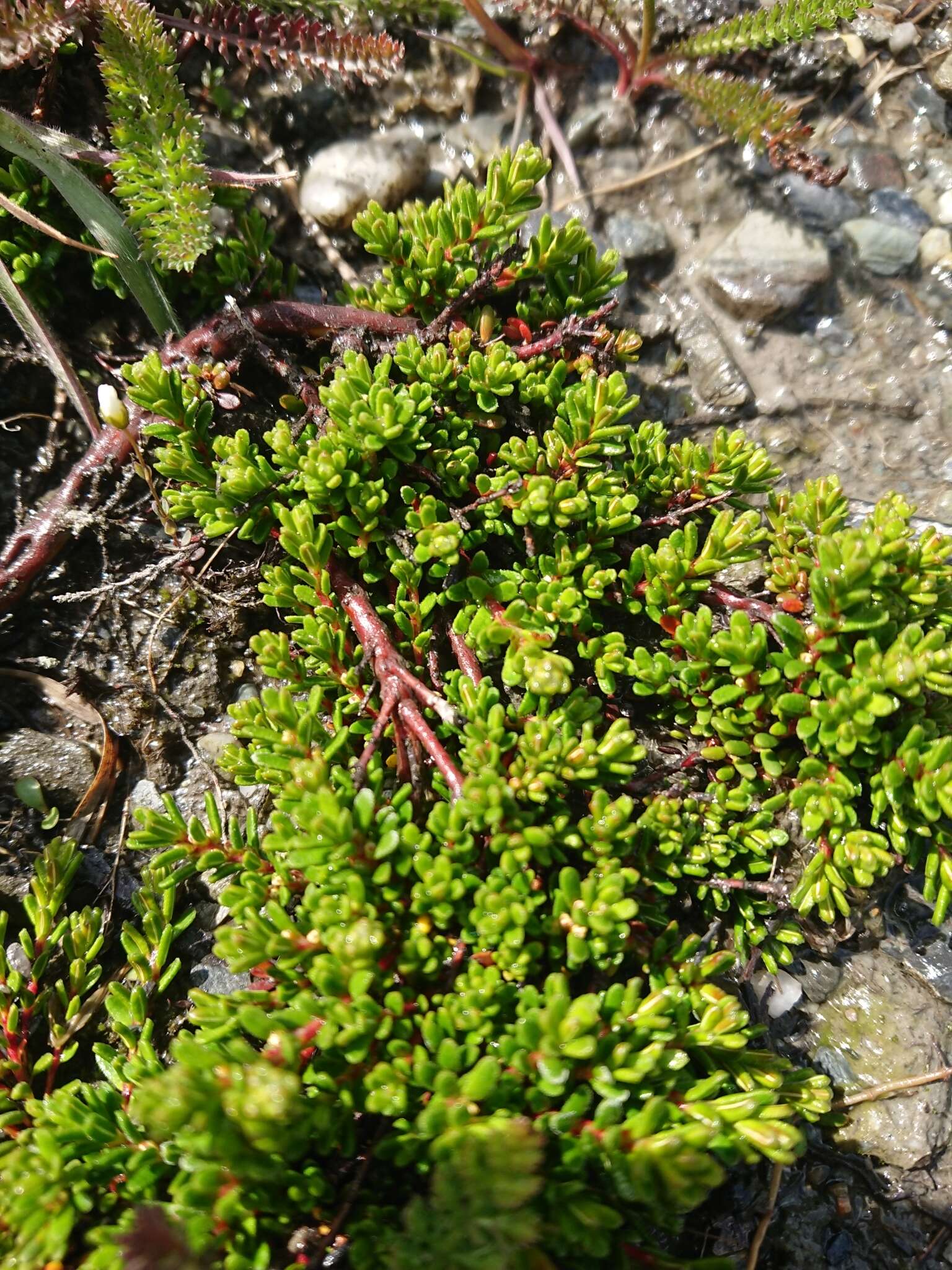 Image of Empetrum rubrum Vahl ex Willd.