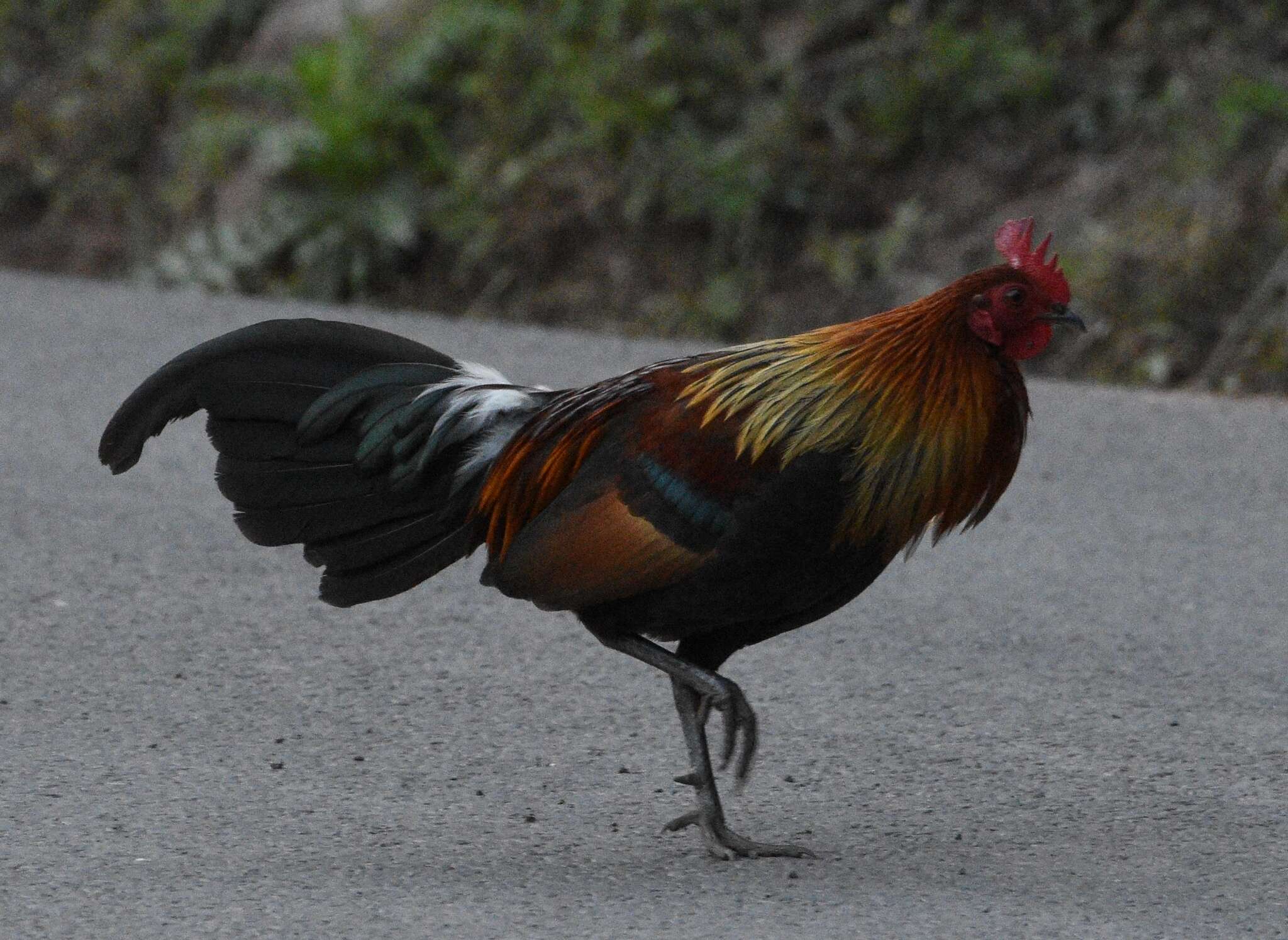 Image of Red Junglefowl