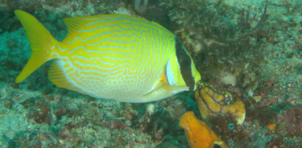 Image of Bluelined rabbitfish