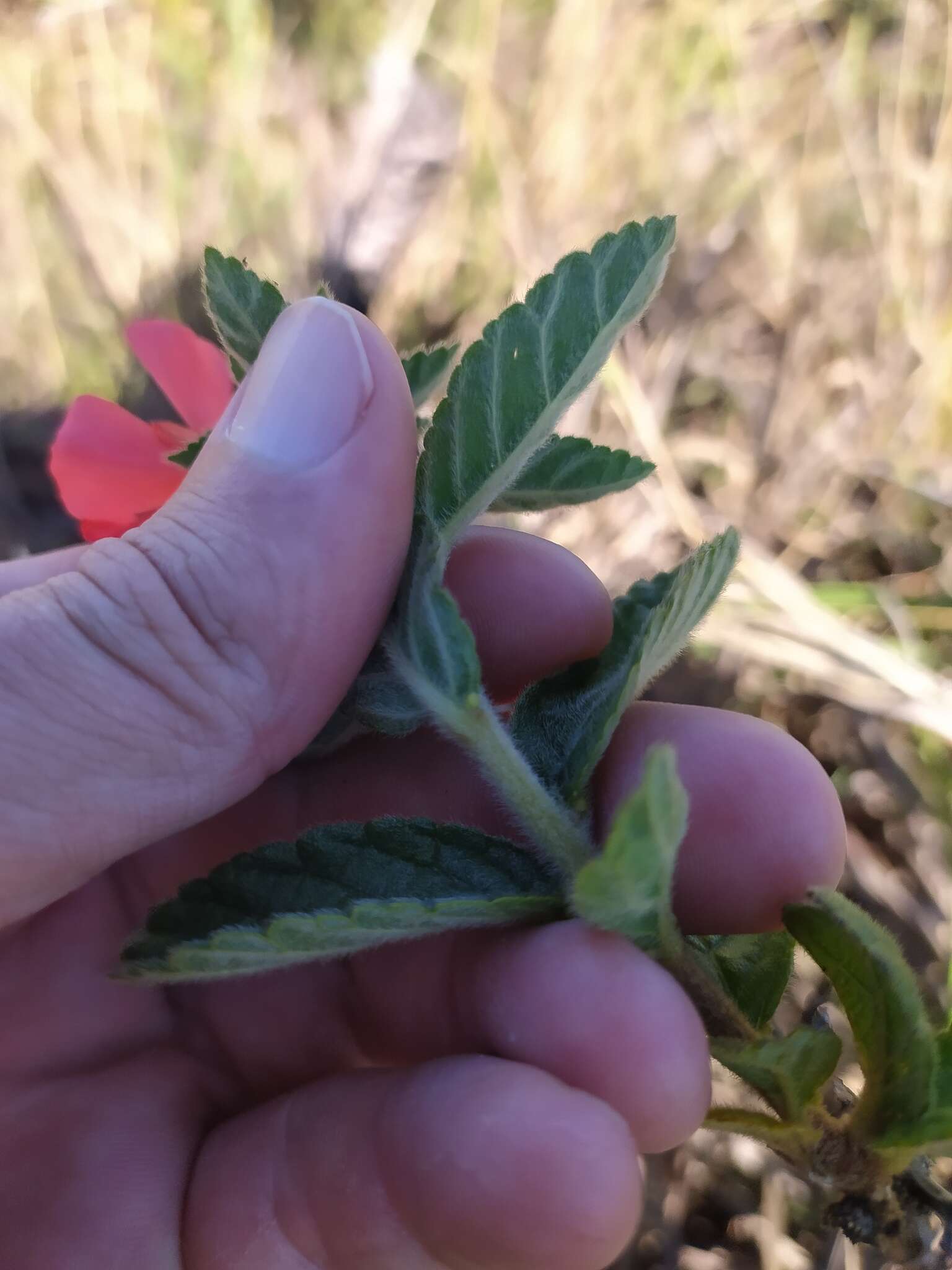 Imagem de Turnera longiflora Cambess.