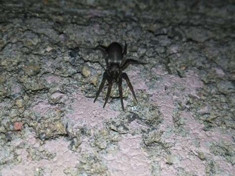 Image of Western Parson Spider