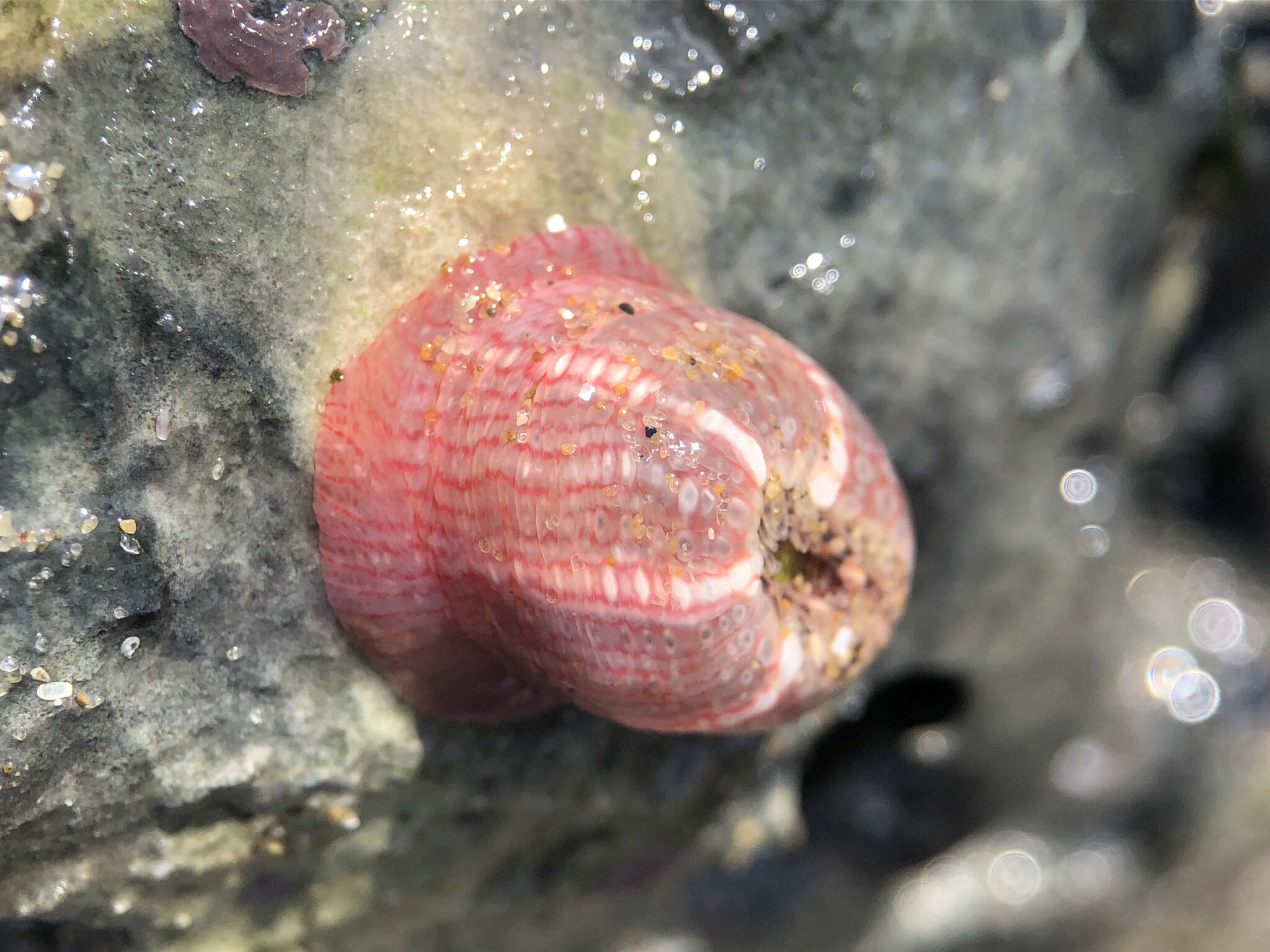 Image of gem anemone