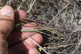 Image of Purdy's fringed onion