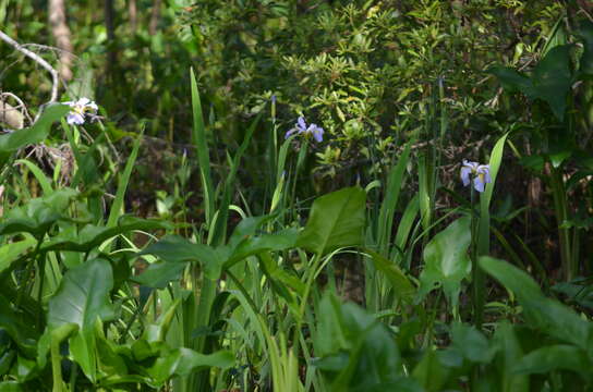 Image of giant blue iris