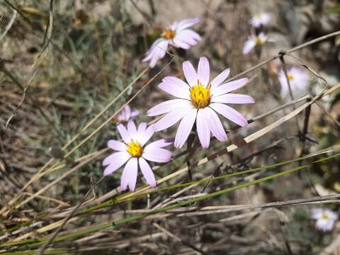 Image of Onoseris hyssopifolia Kunth