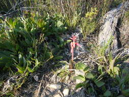 Image of Red Viooltjie