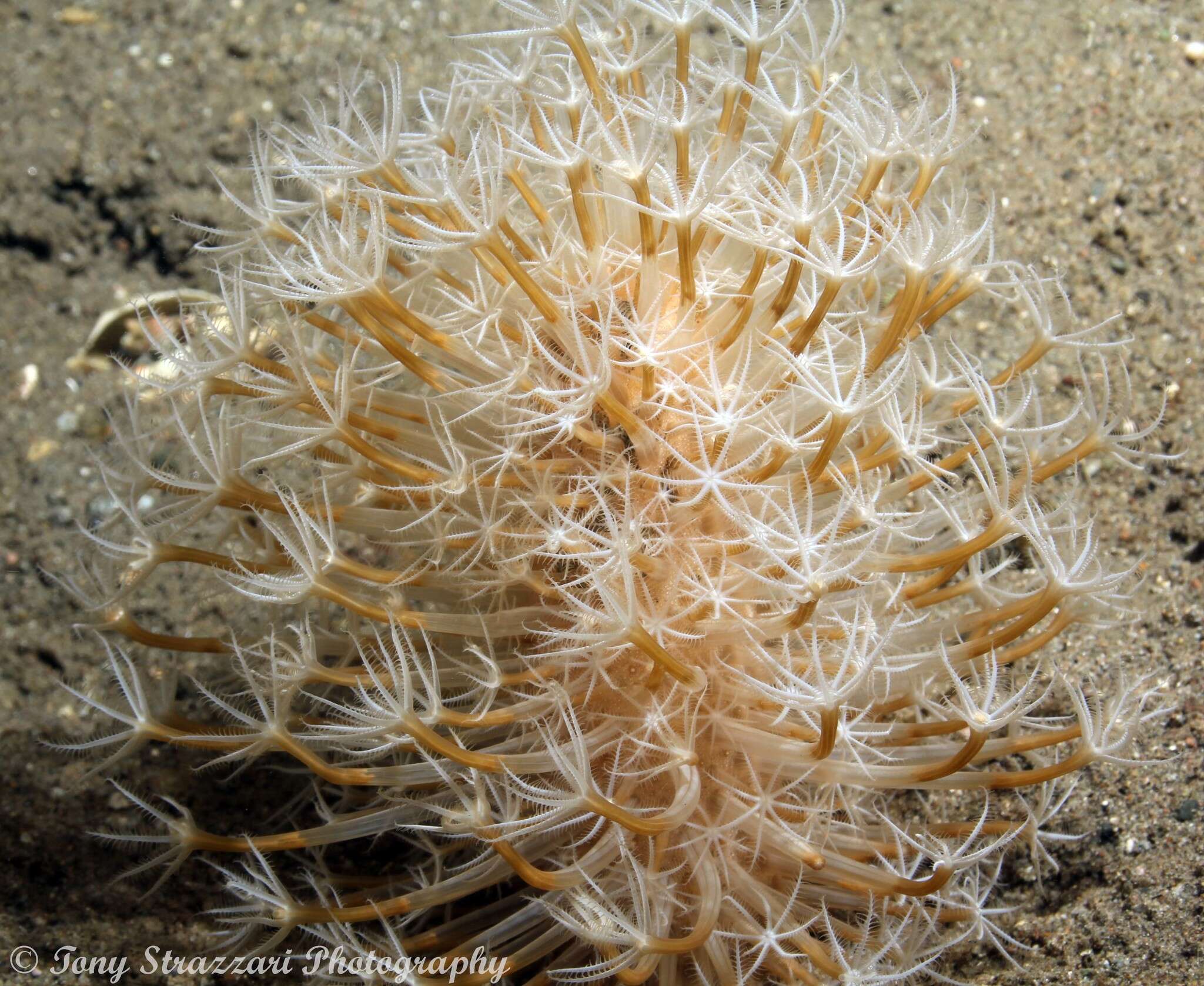 Image of barrel sea-pen