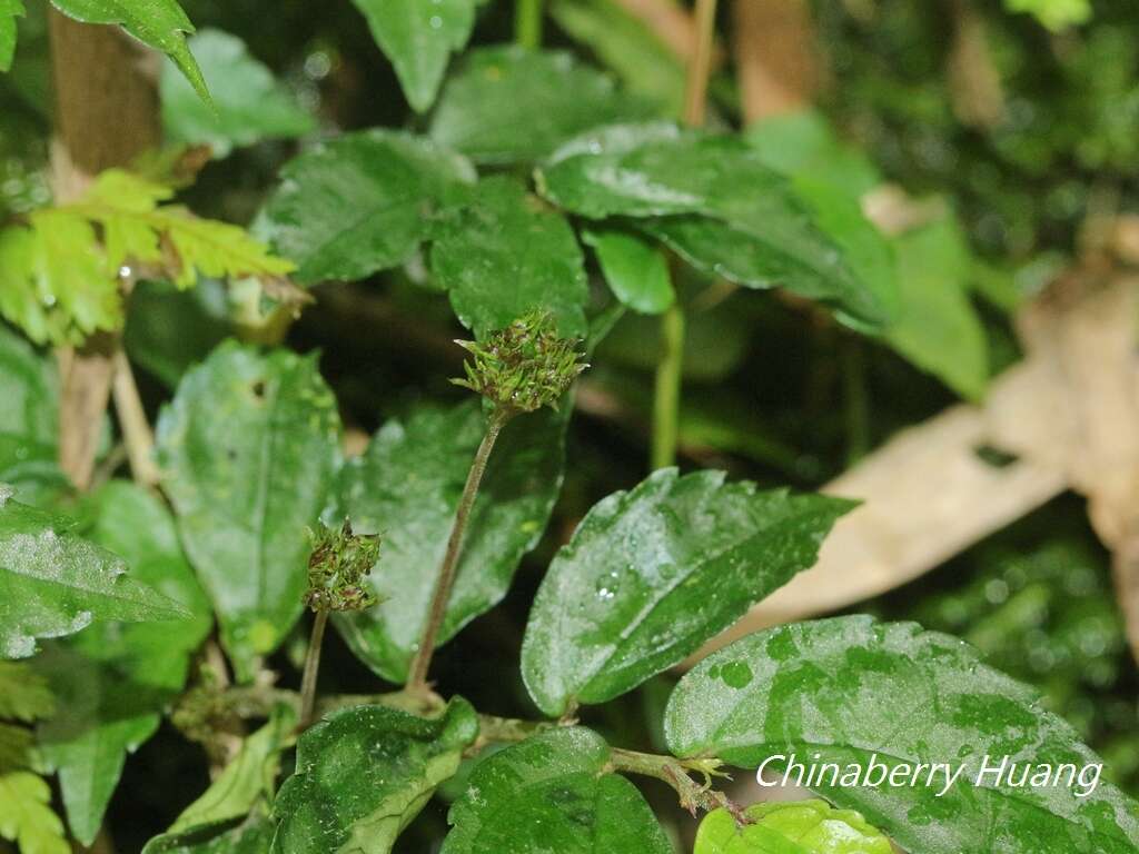 Image of Pellionia radicans (Sieb. & Zucc.) Wedd.