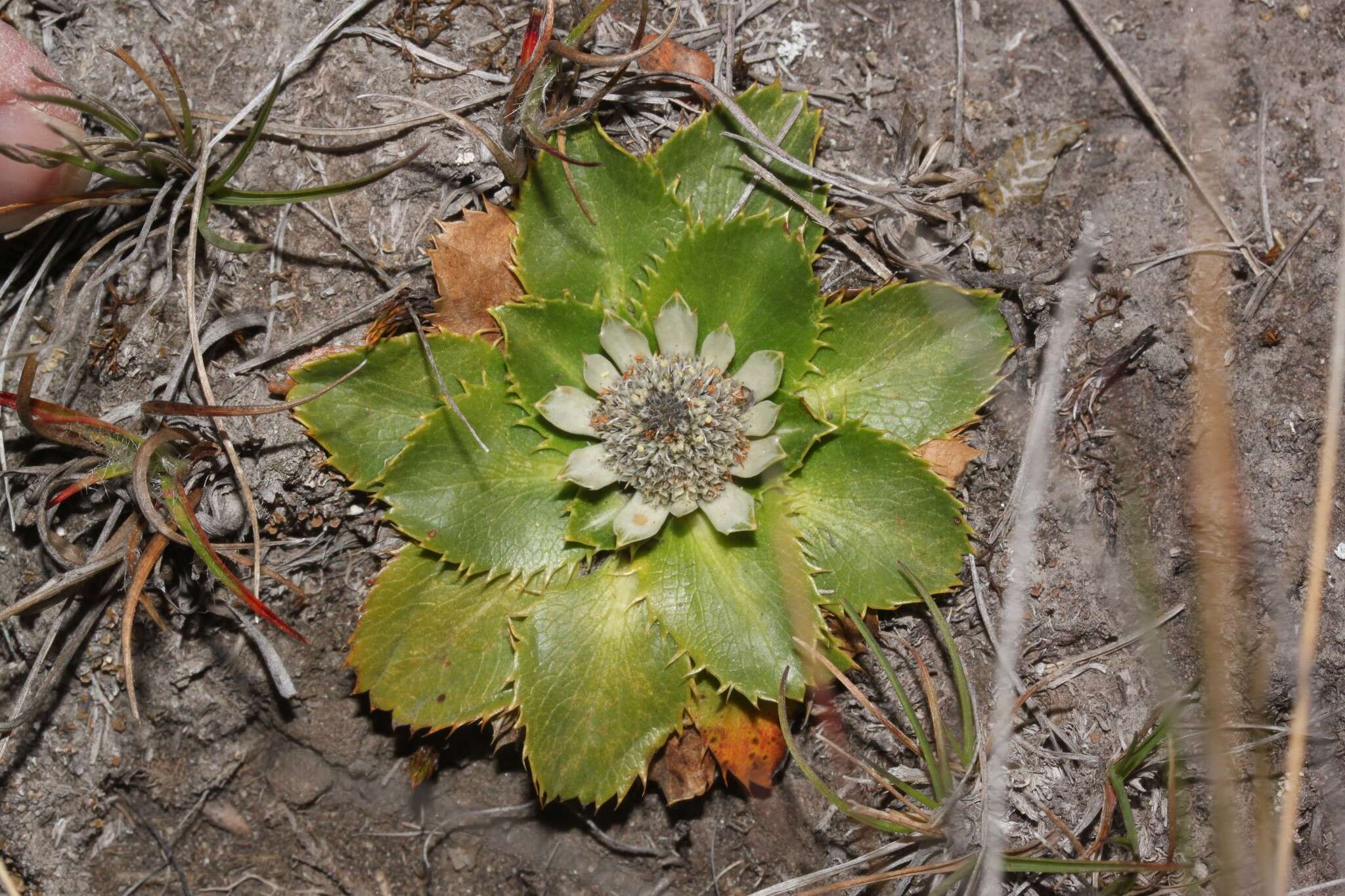 Image de Eryngium humile Cav.