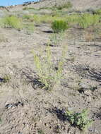 Image of flatspine bur ragweed