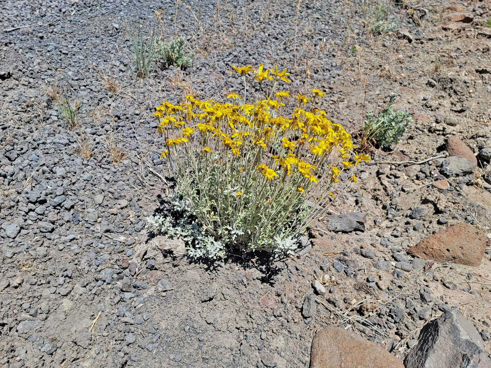 Image of <i>Eriophyllum lanatum</i> var. <i>achilleoides</i> (DC.) Jeps.