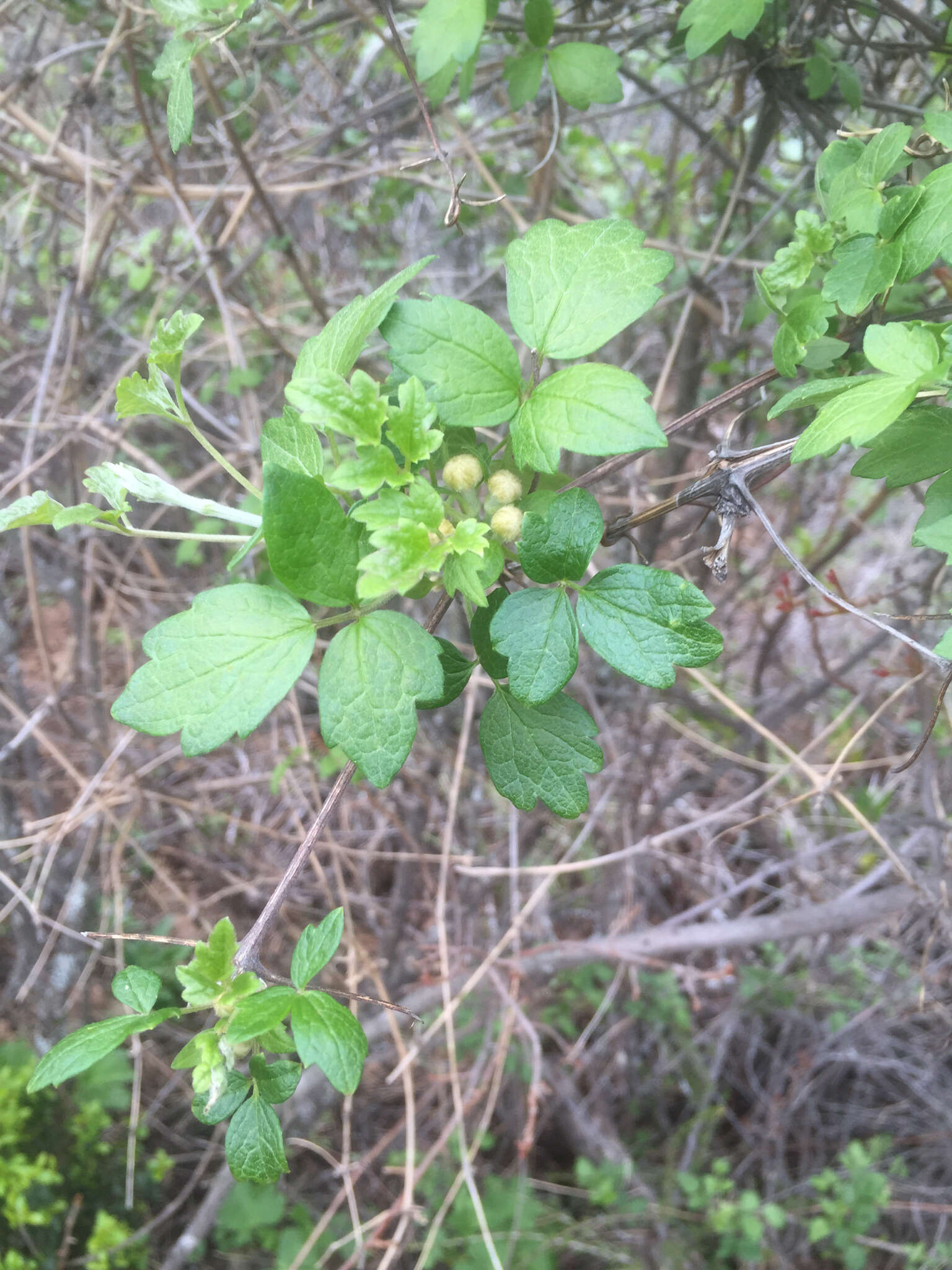 Image of pipestem clematis