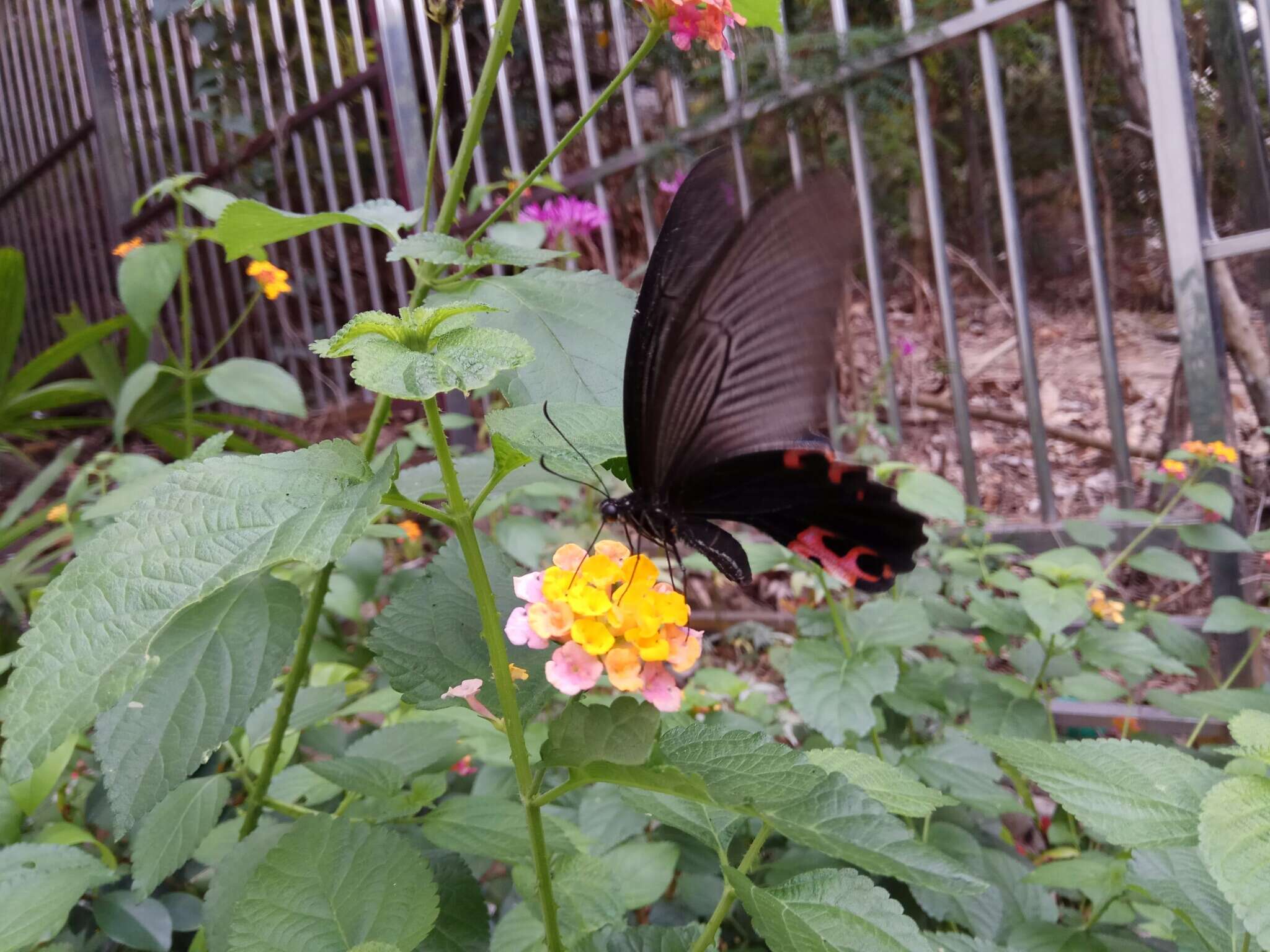 Image of Spangle Butterfly