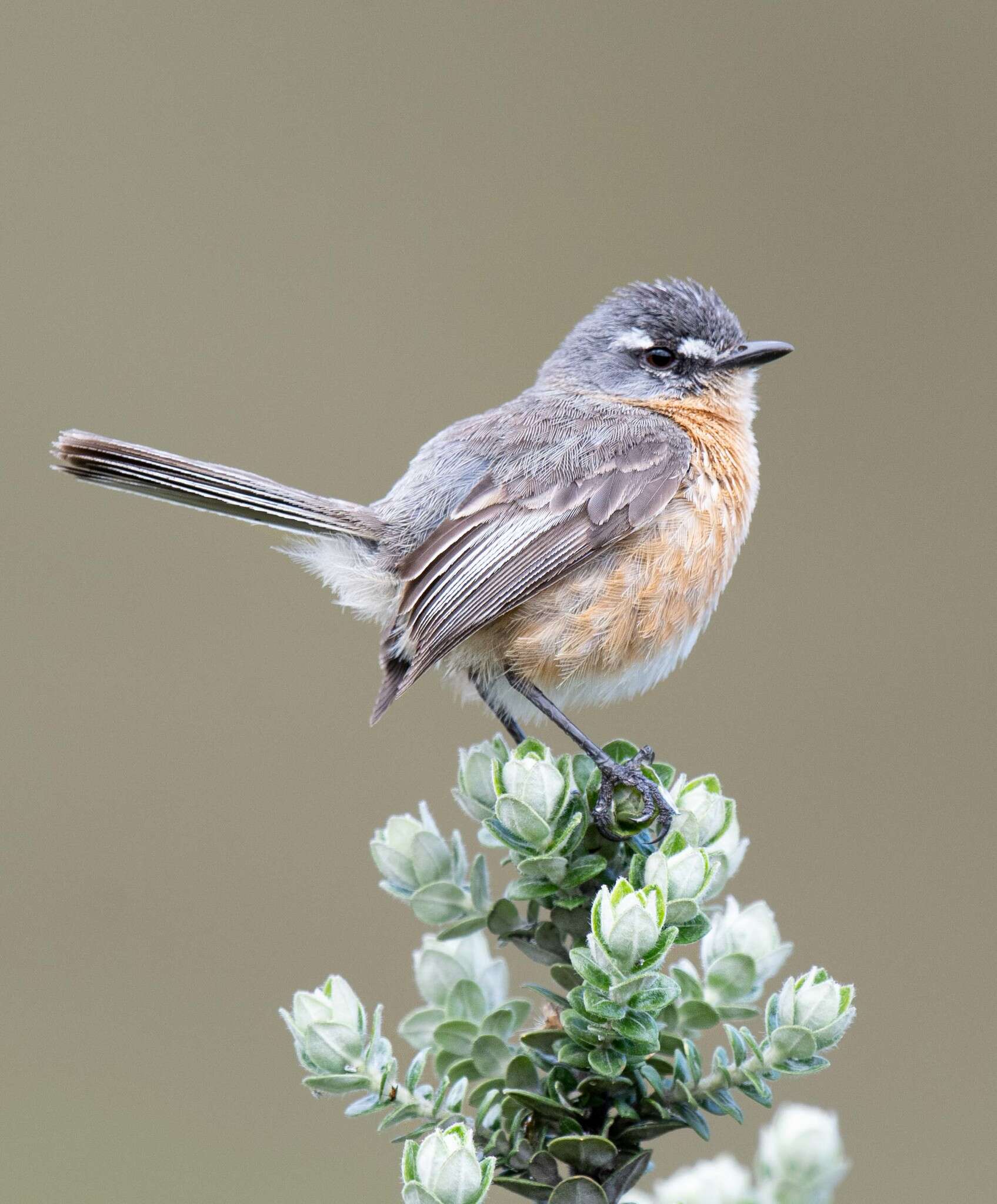 Image of Gray-backed Tachuri