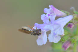 Image of lesser calamint