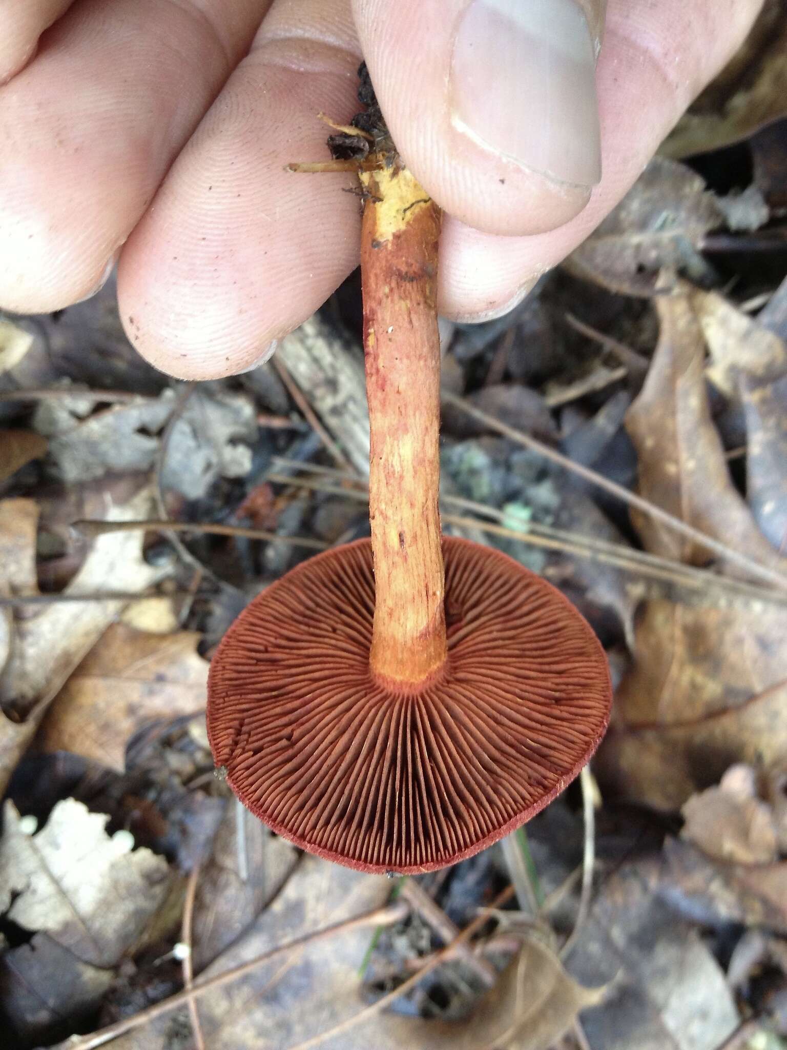 Image of Cortinarius harrisonii Ammirati, Niskanen & Liimat. 2013