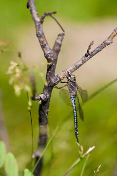 Image of Variable Darner