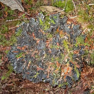 Image of Pacific felt lichen