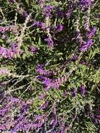 Imagem de Salvia leucantha Cav.