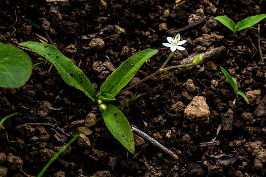 Image of Hypoxis membranacea Baker