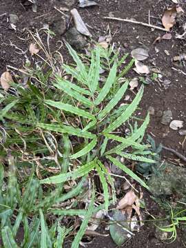 Imagem de Pteris hillebrandii Copel.