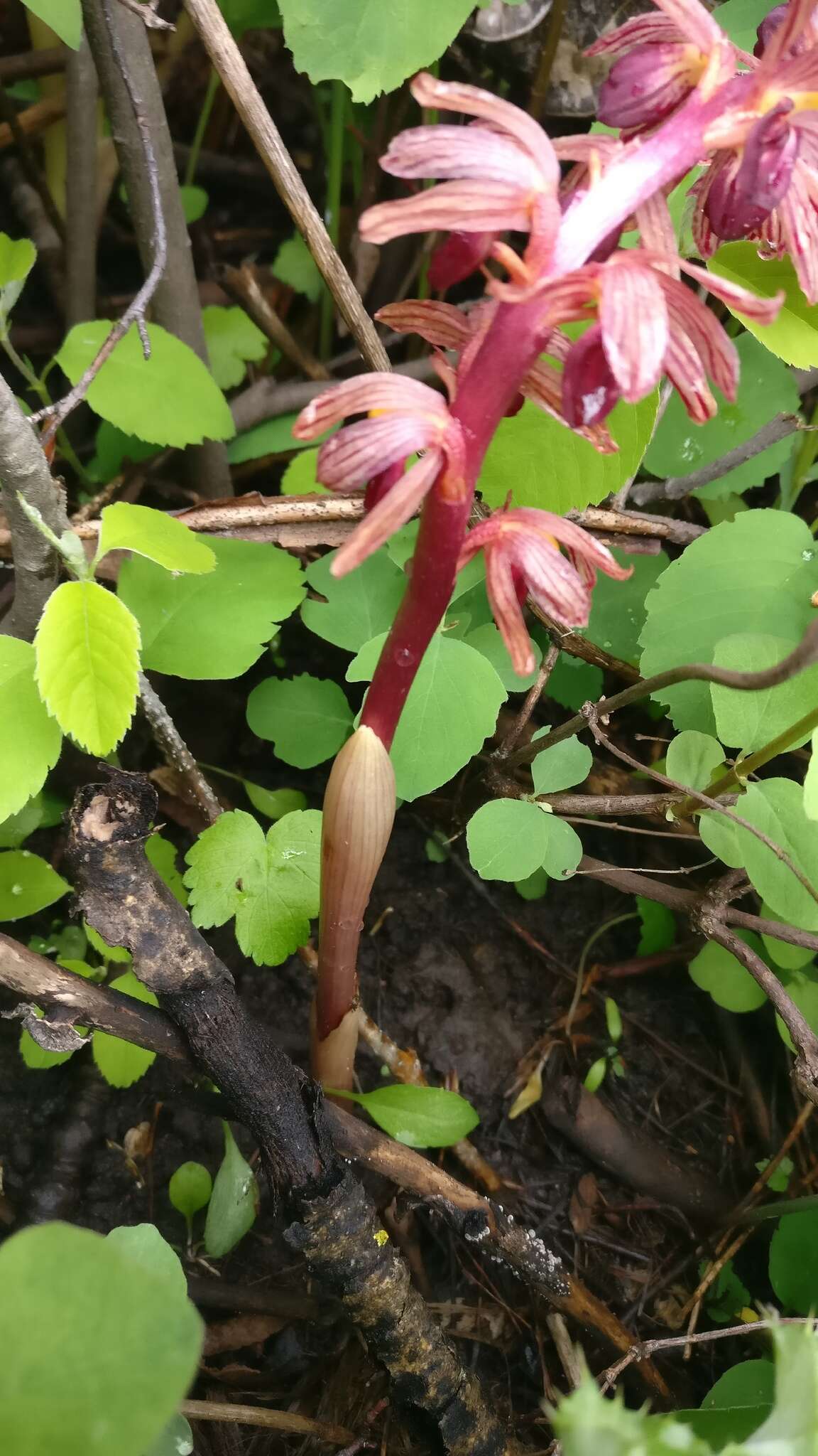 Image of hooded coralroot