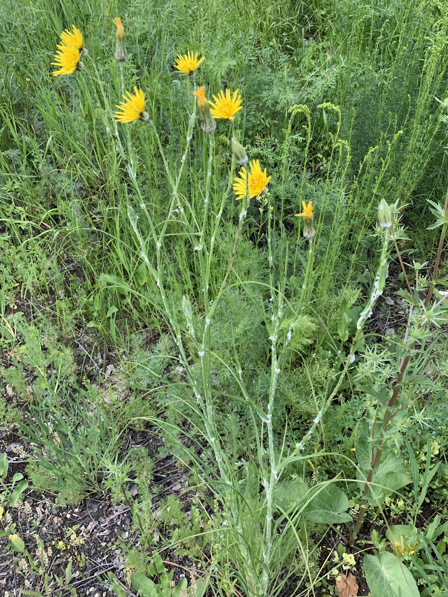 Image of Tragopogon dasyrhynchus Artemczuk