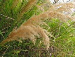 Sivun Calamagrostis viridiflavescens (Poir.) Steud. kuva