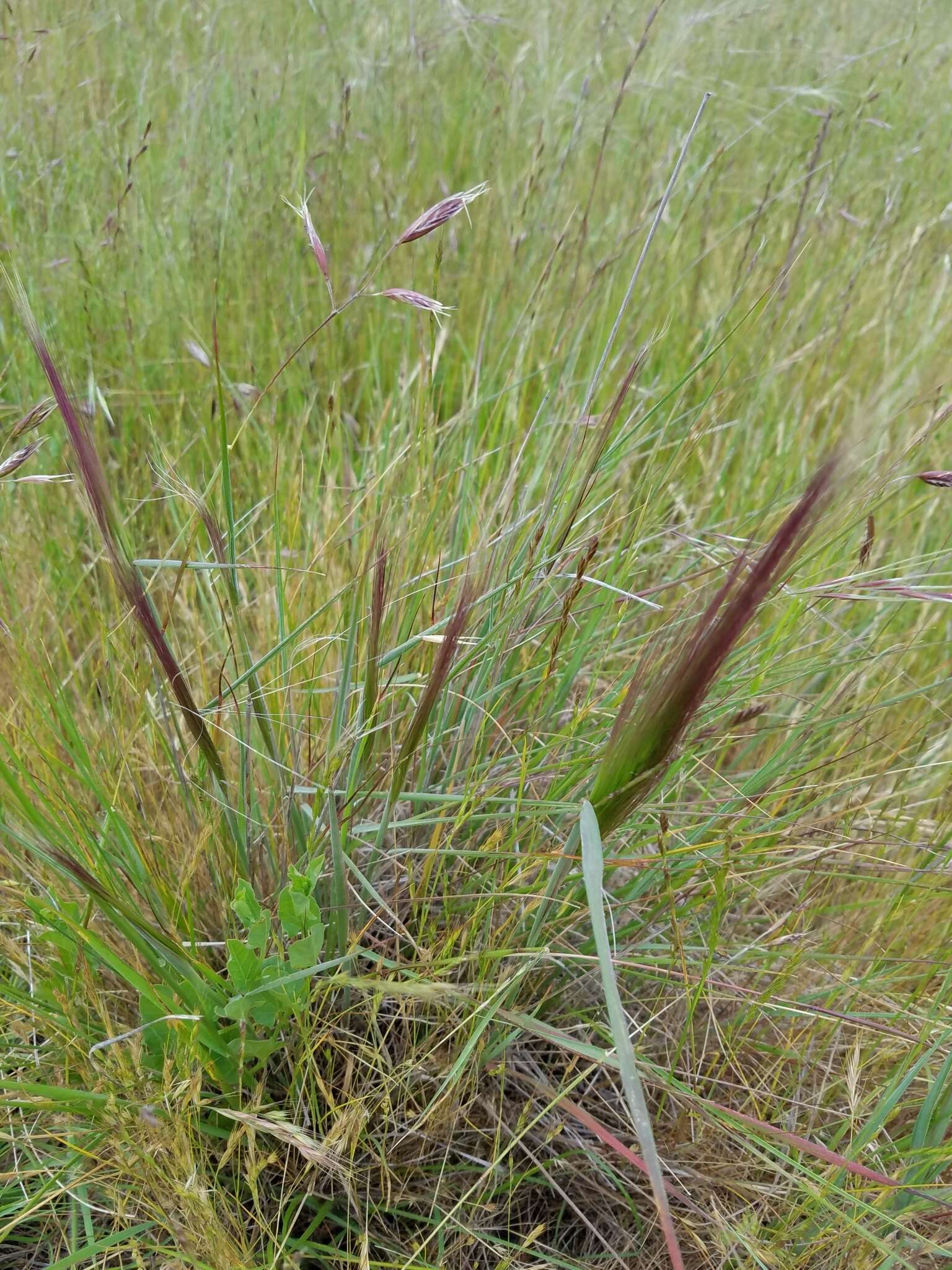 Image of big squirreltail