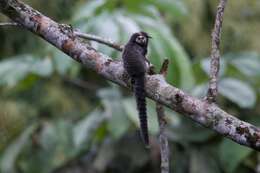 Image of Wied's Black-tufted-ear Marmoset