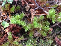 Image of Dendroligotrichum dendroides Brotherus 1905