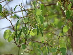 Imagem de Bauhinia racemosa Lam.