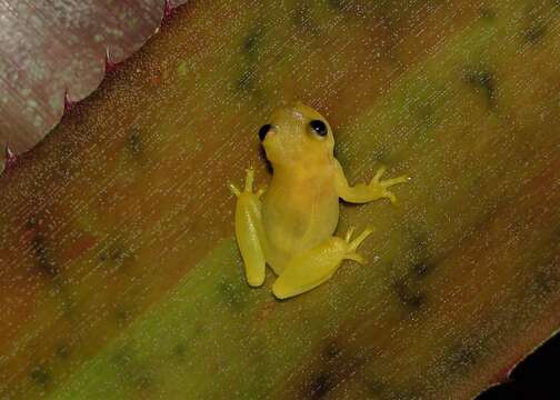 Sivun Phyllodytes edelmoi Peixoto, Caramaschi & Freire 2003 kuva