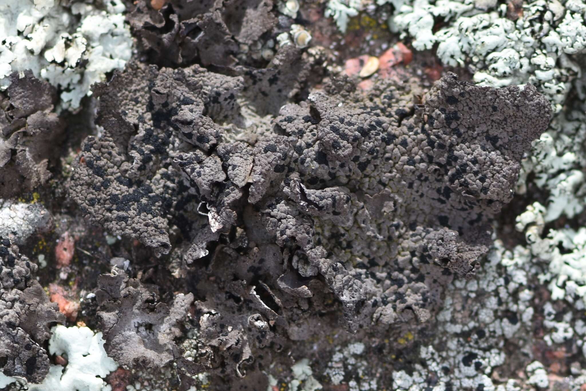 Image of Blistered rock tripe lichen