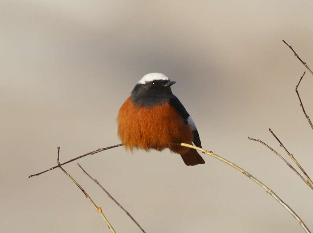 Image of Güldenstädt's Redstart