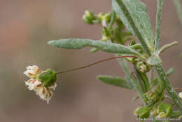 Image of spotted buckwheat