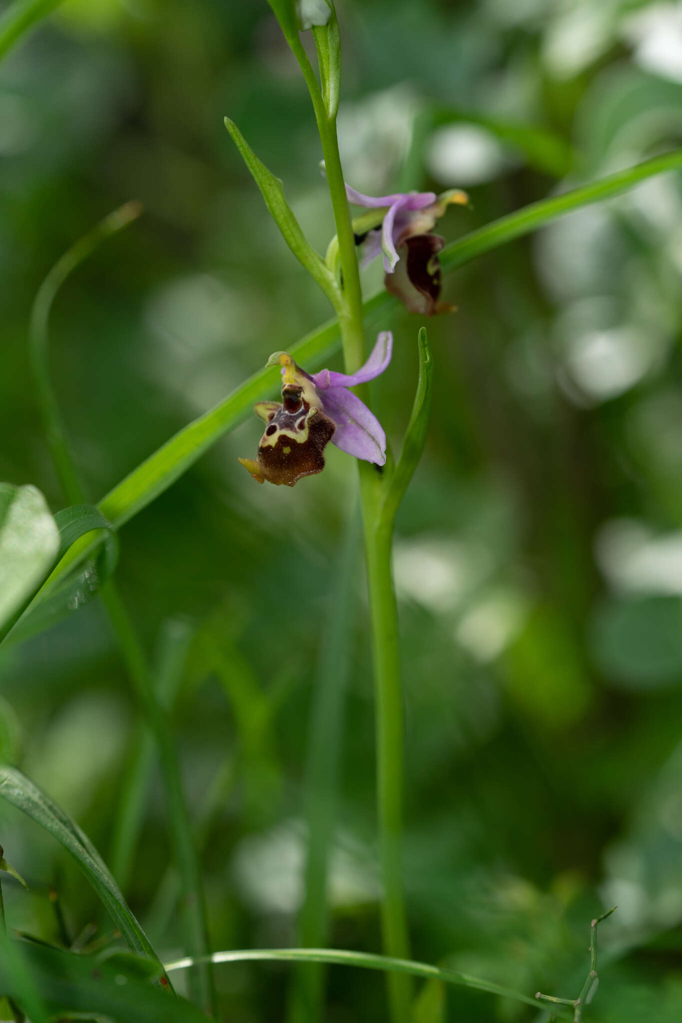 Image of Ophrys fuciflora subsp. candica E. Nelson ex Soó