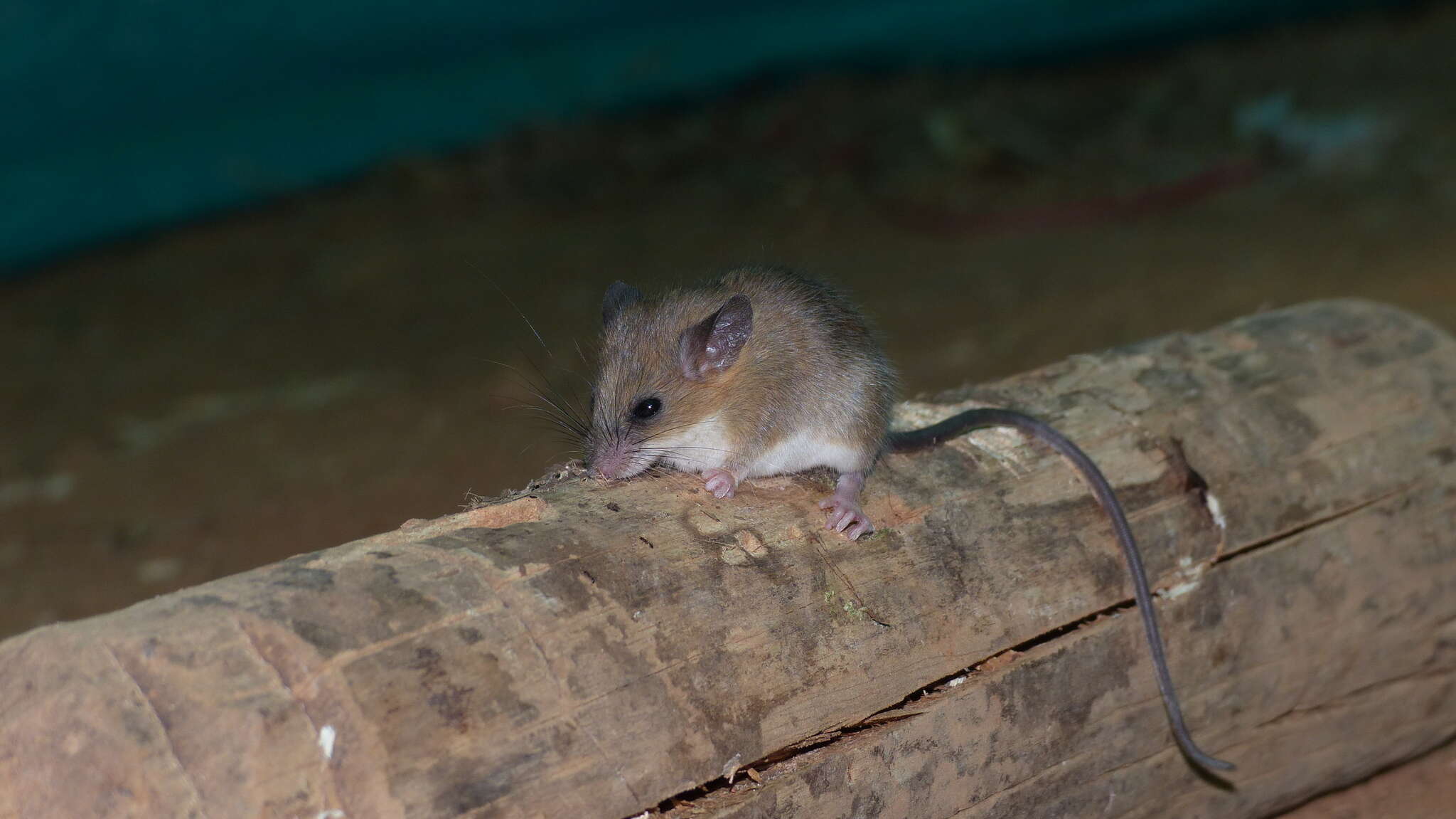 Image of Long-tailed climbing mouse