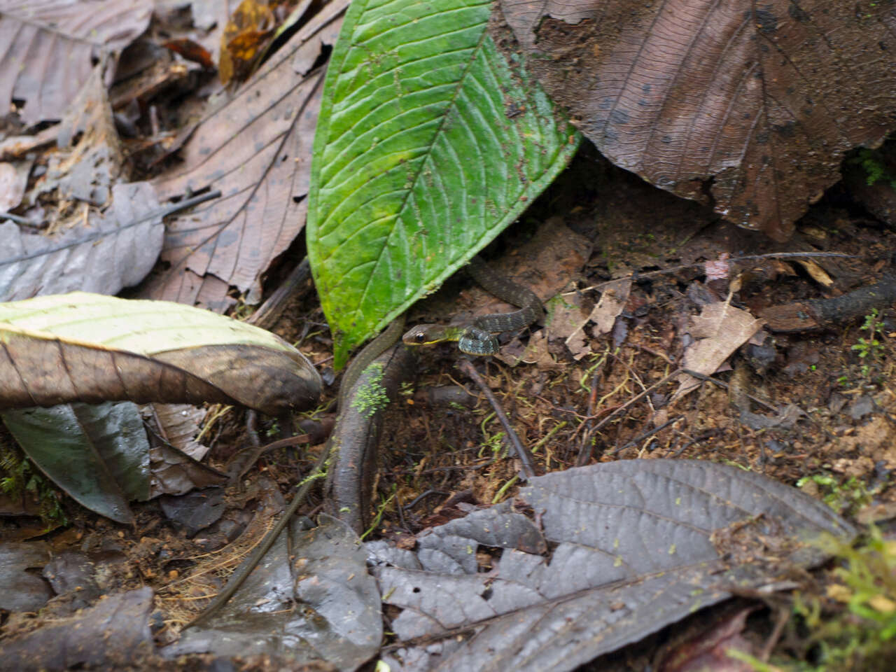 Image de Dendrophidion graciliverpa Cadle 2012