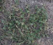 Image of Glandularia quadrangulata (A. Heller) Umber